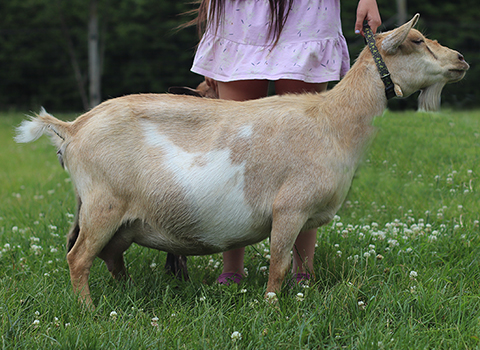 Honey Locust Farm Sunkist 1*M
